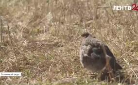 В Гатчинском округе в естественную среду обитания выпустили серых куропаток
