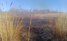 На берегу реки Сясь горел тростник