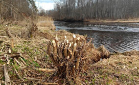 В Гатчинском округе бобры «украсили» памятник природы деревянными букетами