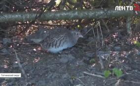 В Гатчинском округе в естественную среду обитания выпустили почти сотню серых куропаток