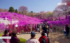 В Южной Корее начался сезон цветения азалии