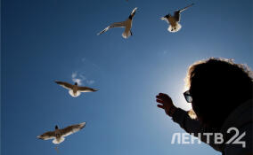 Солнечно и до +12: прогноз погоды в Ленобласти на 11 апреля