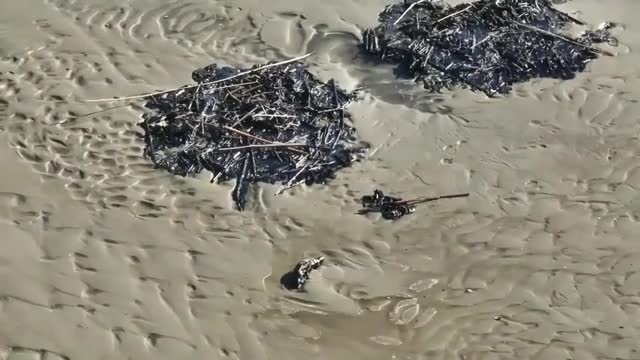 На полуострове Кургальский на берегу обнаружили скопления нефтепродуктов