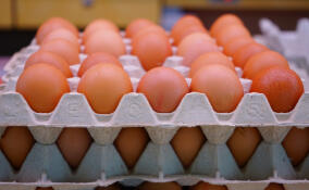 За первый квартал 2026 года в Ленобласти выпустили почти 1,2 млрд яиц