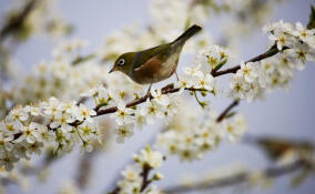 Синоптики рассказали о погоде в Ленобласти на 13 апреля