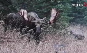 В Ленобласти медведи вышли из спячки