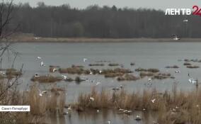 Бердвотчинг: странное хобби или источник вдохновения?