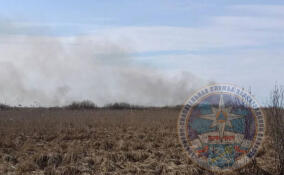 На берегу Новоладожского канала горела трава