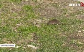 В Буграх и Мурино жалуются на нашествие крыс