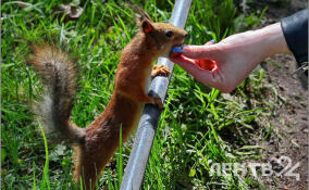 В четверг жителям Ленобласти обещают до +20