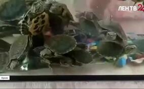 В Ленинградской области активизировались уличные продавцы красноухих черепах