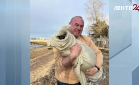 На берегу Финского залива в поселке Лебяжье обнаружили истощенного тюлененка