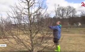 В парке Монрепо открылась «яблоневая парикмахерская»