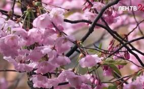 В Петербурге распускаются бутоны сакуры