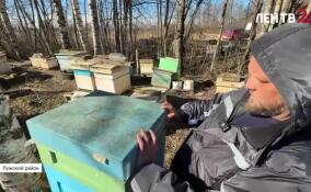 Весенние работы на пасеке в Лужском районе