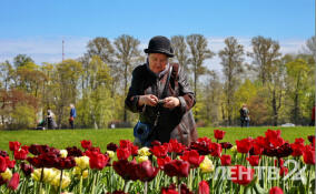 До +17, но ветрено и местами дождь: прогноз погоды в Ленобласти на 17 апреля