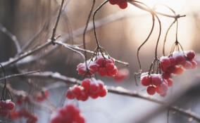 Ночные заморозки до −5 градусов накроют Ленобласть 19 апреля