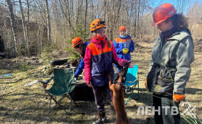 В Выборгском районе собакам устроили экзамен для работы в поисково-спасательном отряде