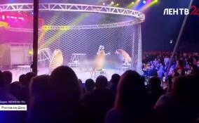 В Ростове-на-Дону с манежа в зрительный зал выпрыгнула тигрица