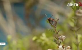 В Ленобласти активизировались клещи: как себя защитить?