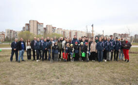 В Петербурге высадили аллею каштанов в честь 90-летия городского троллейбуса