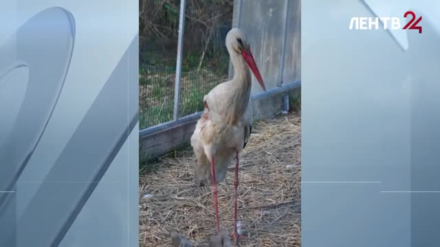 В Сланцевском районе волонтеры спасли аиста Федора из Новоселья