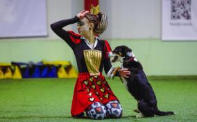 От ГТО до кинологического спорта: о спортивных выходных в Ленобласти