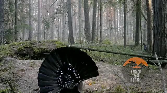 В Ленобласти глухари запели и распушили хвосты