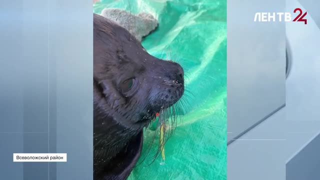 Рыбак в поселке Свердлова поймал ладожскую нерпу
