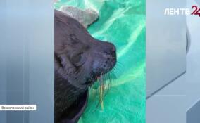 Рыбак в поселке Свердлова поймал ладожскую нерпу