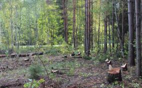 Прокуратура напомнила о правилах поведения в лесах в пожароопасный сезон