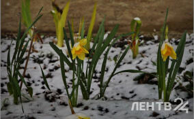 Ветрено и лишь до +9: прогноз погоды в Ленобласти на 25 апреля