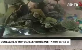 В Ленобласти привлекли к административной ответственности уличного торговца красноухими черепахами