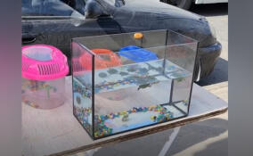 Росприроднадзор пресек продажу у станции метро «Девяткино» красноухих черепах