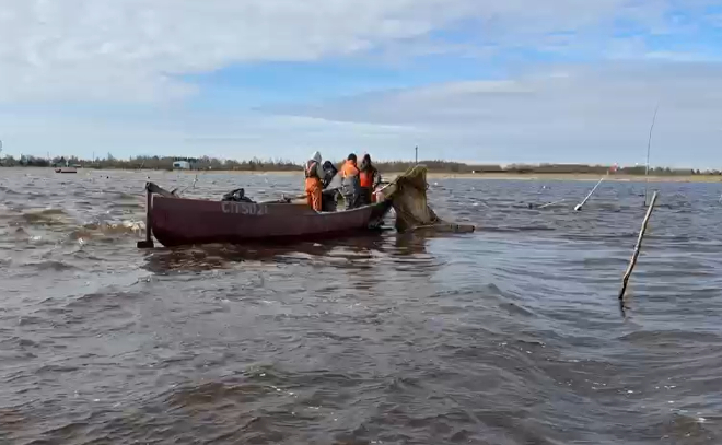 В Рыбоохране Ленобласти назвали сумму штрафа за каждую незаконно пойманную корюшку
