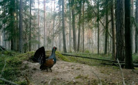 В Ленобласти у глухарей начались брачные турниры