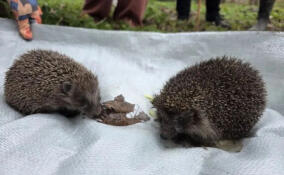 В Гатчине по время субботника спасли крошечных ежей