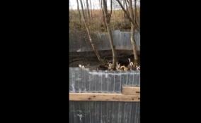 В Ломоносовском районе обнаружили «тюрьму» для собак