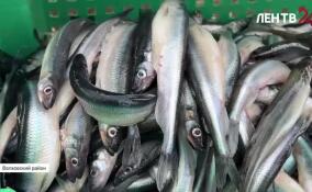 Как добывают корюшку в Ленинградской области