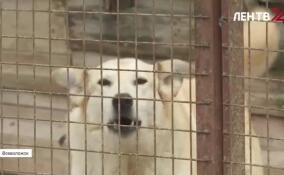 Как приют из Ленобласти стал объектом политических игр