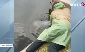 Огромного толстолобика поймали в Петербурге
