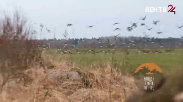 Через Ленинградскую область продолжается массовый весенний пролет птиц