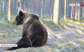 В Нижне-Свирском заповеднике медведь устроил себе сиесту