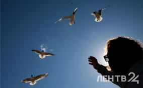 Солнечно и сухо, но лишь до +15: прогноз погоды в Ленобласти на 6 мая