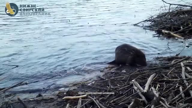 В Нижне‑Свирском заповеднике бобр  «освежил» пограничный столб