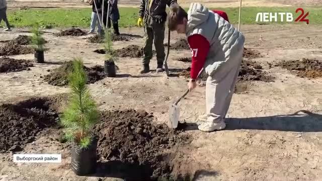 В Выборгском районе начали создавать крупнейший в России кедровый парк