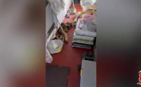 Более 200 кустов конопли нашли в придомовой бане под Выборгом