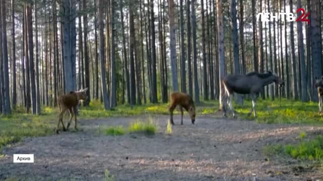 Ленинградцам напомнили, как действовать при встрече с лосем
