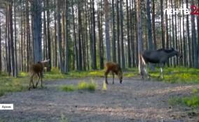 Ленинградцам напомнили, как действовать при встрече с лосем