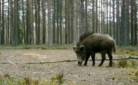 Кабан с ирокезом попал в объектив камеры во Всеволожском районе